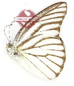 Appias hombroni sulanorum (A-)