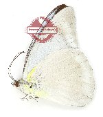 Appias celestina galerus (A2)