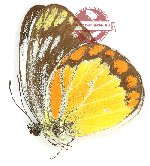 Cepora temena temena (A-)