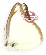 Appias lyncida lycaste (A-)