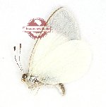 Elodina dispar (A-)