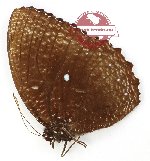 Elymnias cumaea resplendens (A-)