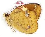 Xanthotaenia busiris burra