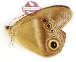 Coelites euptychioides humilis (A2)