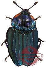 Necrophila (Chrysosilpha) renatae Portevin, 1920 (4 pcs A2)