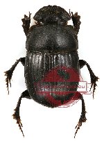 Copris sp. 3