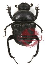 Gymnopleurus sp. 4 (15 pcs)