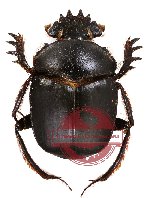 Scarabaeus isidis (A2)