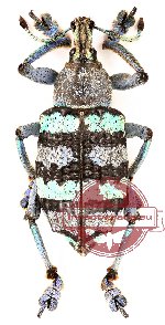Eupholus magnificus (A-)