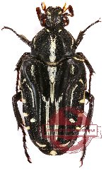 Taeniodera nigra (A2)