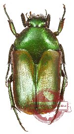 Lomaptera macrophylla macrophylla (5 pcs)