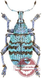 Eupholus bartolossii (5 pcs A-)