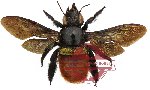 Xylocopa sp. 4 (SPREAD)