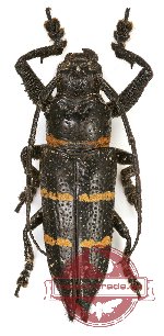 Xiphotheata moellendorfi