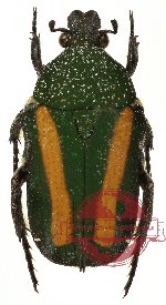Glycyphana (Glycyphaniola) festiva