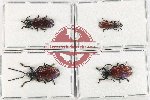 Scientific lot no. 704 Chrysomelidae (Anisodera spp.) (4 pcs - 1 pc A2)