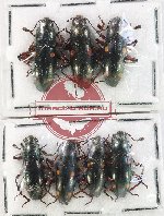 Scientific lot no. 245 Erotylidae (7 pcs)