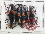 Scientific lot no. 259 Erotylidae (3 pcs)