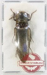 Elateridae sp. 56 (A-)