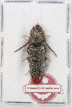 Elateridae sp. 54