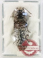 Elateridae sp. 53