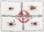 Scientific lot no. 136 Attelabidae (4 pcs - 1 pc A2)