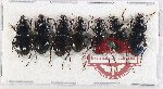 Scientific lot no. 1029 Carabidae (7 pcs)