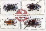Scientific lot no. 59 Lucanidae (4 pcs)
