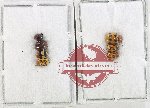 Scientific lot no. 723 Chrysomelidae (7 pcs)