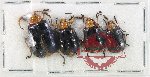 Scientific lot no. 716 Chrysomelidae (4 pcs)