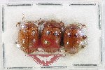 Scientific lot no. 709 Chrysomelidae (3 pcs)