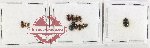 HydrophilidaeScientific lot no. 423 (13 pcs)