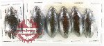 Hydrophilidae Scientific lot no. 411 (6 pcs)