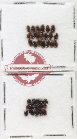 Hydrophilidae Scientific lot no. 419 (35 pcs)