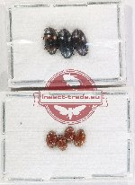Scientific lot no. 248 Erotylidae (7 pcs)