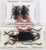 Scientific lot no. 236 Erotylidae (3 pcs A2)