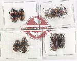 Scientific lot no. 246 Erotylidae (7 pcs)