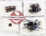 Scientific lot no. 241 Erotylidae (9 pcs)