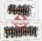 Scientific lot no. 258 Erotylidae (12 pcs)