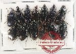 Scientific lot no. 1031 Carabidae (13 pcs)