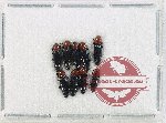 Scientific lot no. 65 Languridae (9 pcs)