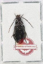 Meloidae sp. 14