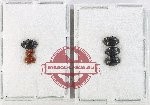 Scientific lot no. 249 Erotylidae (6 pcs)