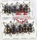 Scientific lot no. 119 Endomychidae (10 pcs A-/A2)