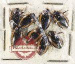 Scientific lot no. 244 Dytiscidae (8 pcs)