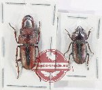 Scientific lot no. 42 Lucanidae (2 pcs - 1 pc A-)