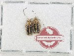 Scientific lot no. 418 Chrysomelidae (2 pcs)