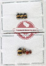 Scientific lot no. 722 Chrysomelidae (Cryptocephalini) (7 pcs)