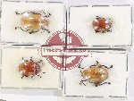 Scientific lot no. 705 Chrysomelidae (4 pcs)