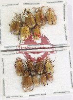 Scientific lot no. 719 Chrysomelidae (14 pcs)